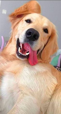 a close up of a dog with its tongue out