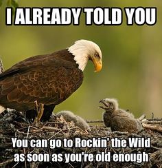 an eagle sitting on top of a nest with two baby birds in it's beak