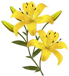 three yellow lilies with green leaves on a white background