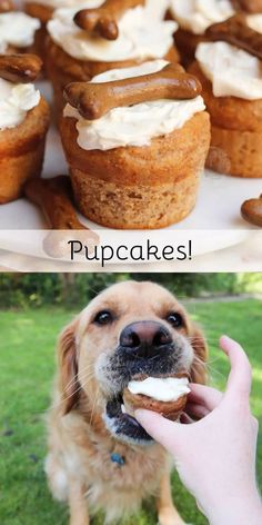 there is a dog eating some cupcakes on the plate and another photo with it's mouth open