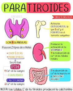 a poster with different types of organs and their corresponding parts in spanish, english and spanish