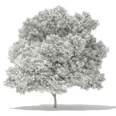 a black and white photo of a tree