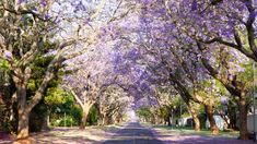 a tree lined street with purple flowers on the trees