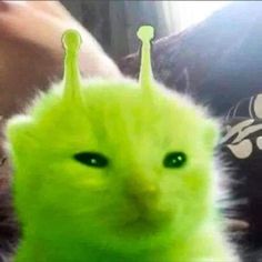 a close up of a cat with green eyes and a crown on it's head