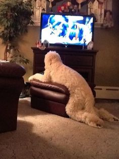 a dog sitting on a chair watching tv