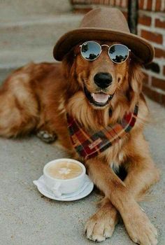 a dog wearing sunglasses and a hat sitting on the ground next to a cup of coffee