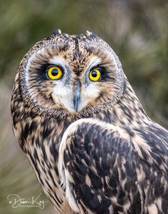 an owl with yellow eyes is standing in front of some bushes and trees, looking at the camera