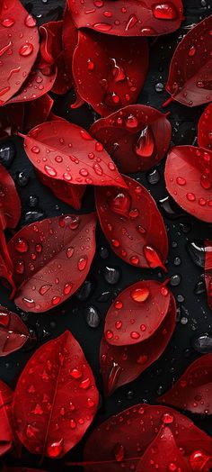red leaves with water droplets on them