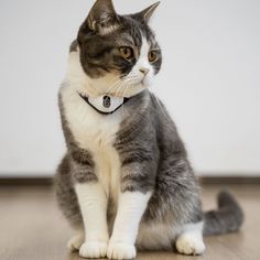 a gray and white cat sitting on top of a wooden floor next to a wall