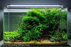 an aquarium filled with green plants and rocks