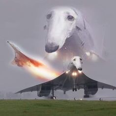 an airplane with a dog on it and a rocket in the air next to it