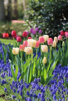 tulips and other flowers in a garden