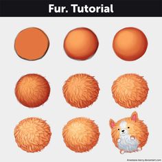 the different stages of fur on an animal's head, including two oranges and three