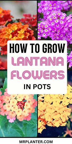 How to Grow Lantana Flowers in Pots Lantana Flowers In Pots, Tropical Flowering Plants, Lantana Bush, Lantana Flower, Lantana Plant, Flowers In Pots, Patio Container Gardening, Lantana Camara, Blooming Garden