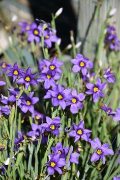 some purple flowers are growing by a wooden fence in the sun, with green stems and yellow centers