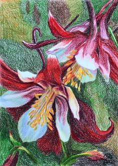 colored pencil drawing of two flowers