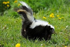 a black and white striped skunky walking through the grass with dandelions