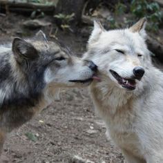 two white and gray wolfs playing with each other in the dirt near some trees