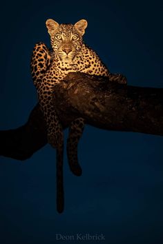a leopard sitting on top of a tree branch in the dark night sky with its eyes open