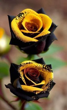 two yellow and black roses are in the middle of each other's blooming petals