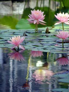 pink water lilies are floating in the pond