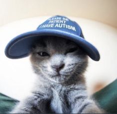 a small gray kitten wearing a blue hat