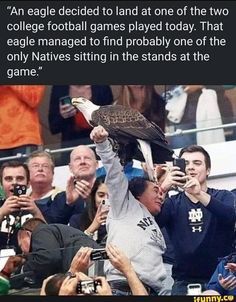 an eagle decided to land at one of the two college football games played today that eagle managed to find probably one of the only navies sitting in the stands at the game