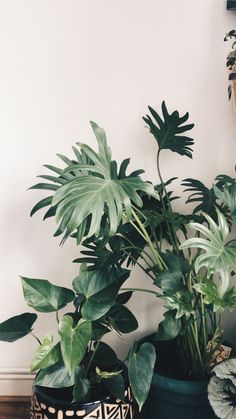 three potted plants sitting next to each other on a wooden floor in front of a white wall