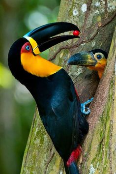 two colorful birds standing on the side of a tree