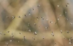 many spider webs hanging from the side of a tree in front of a blurry background