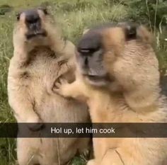 two polar bears playing with each other in the grass and saying, hol up, let him cook