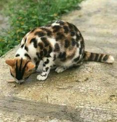 a cat sitting on top of a cement slab