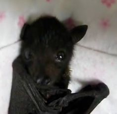 a small black bat sitting on top of a white blanket