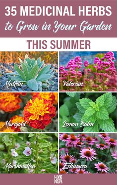 different flowers with the words, 25 medical herbs to grow in your garden this summer