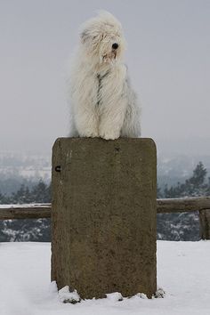 a white dog sitting on top of a cement block in the snow with mountains in the background