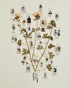 a bunch of different types of flowers on a white wall with pictures and words around them