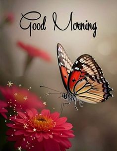 a close up of a butterfly on a flower with the words good morning in it