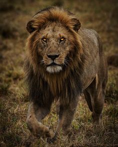 León, Leones, Lion, Big cat,Olobor Lion,Black Rocks, África Male Lion Photography, Scary Lion, Sergio Oliva, Lions Den, Lion Tattoo Sleeves, Big Cats Art