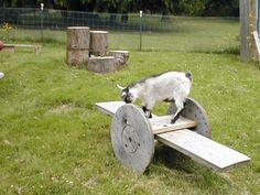 a goat standing on top of a wooden cart