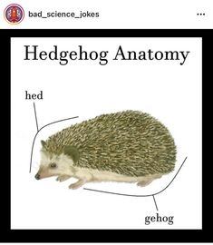 an image of a hedgehog anatomy on a white background with the words hedgenog anatomy below it