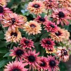 many pink and yellow flowers are growing together