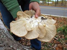 a person is holding a large mushroom in their hand near a tree trunk and road