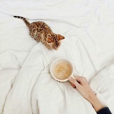 a person holding a cup of coffee in front of a cat on a bed with white sheets