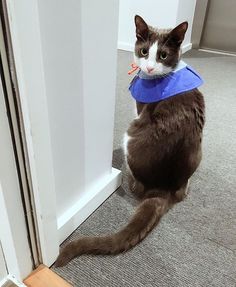 a cat sitting on the floor with a blue bandana around it's neck