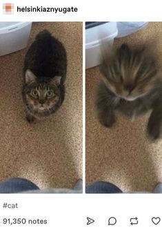 two pictures of a cat looking up at the camera