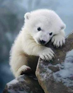 a white polar bear sitting on top of a rock