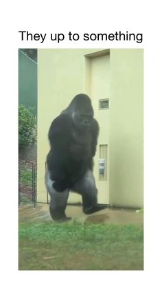 a gorilla standing in front of a door with the caption, they up to something