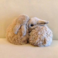 two stuffed animals sitting next to each other on a white surface and one has its head in the other's ear
