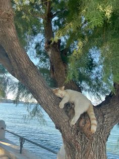 a cat sitting on top of a tree next to the water