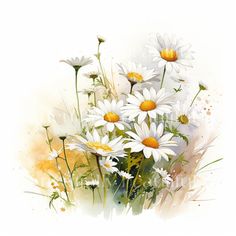 watercolor painting of white daisies with yellow centers